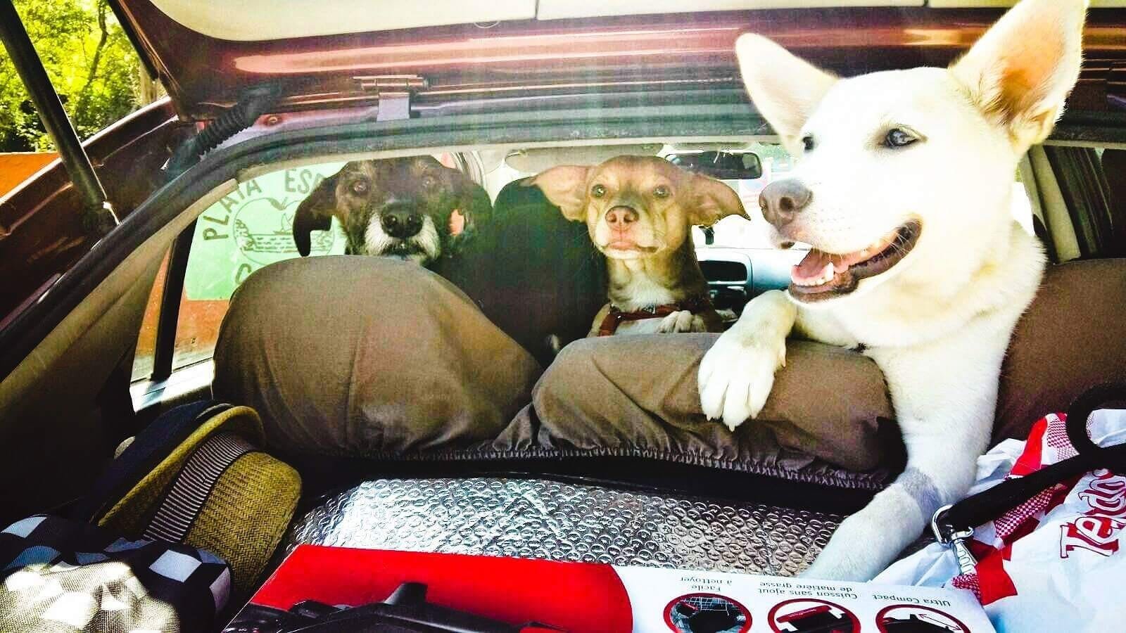 foto 3 perros coche