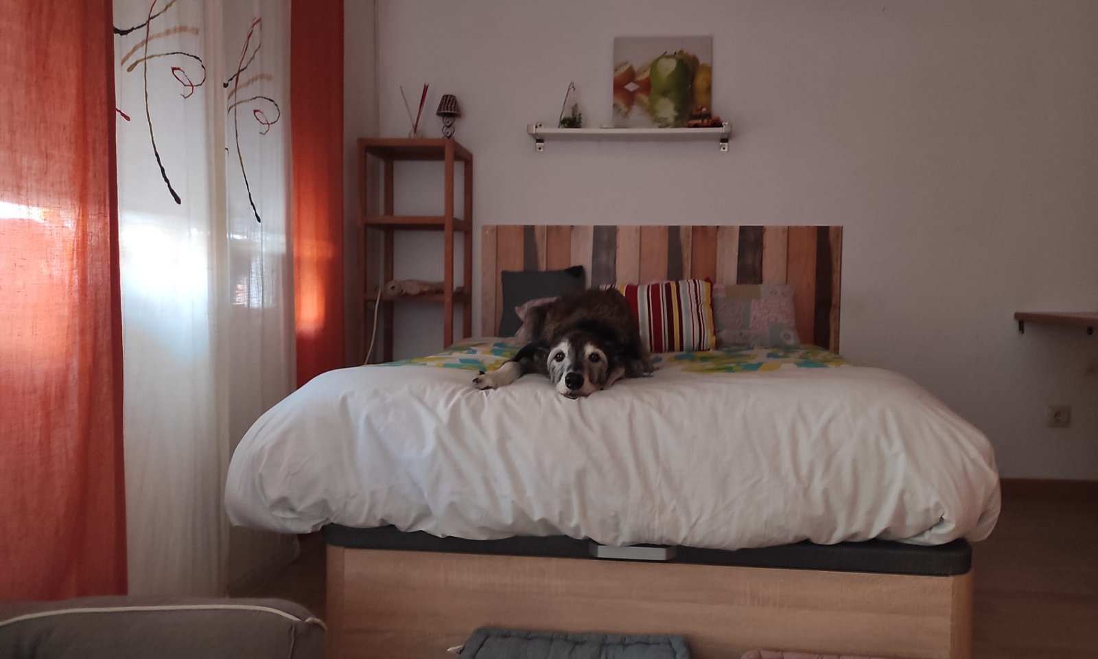 foto Argos en cama